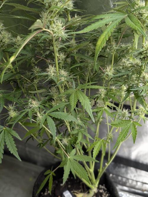 Guava X Gelato 41 x3. Week 7