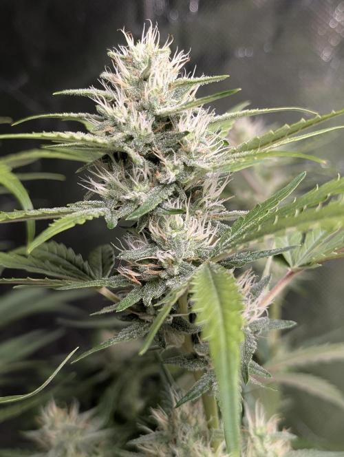Guava X Gelato 41 x3. Week 7