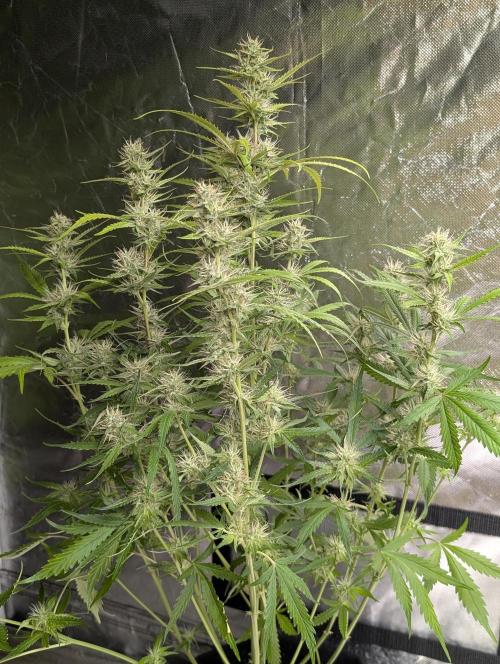 Guava X Gelato 41 x3. Week 7 - 3