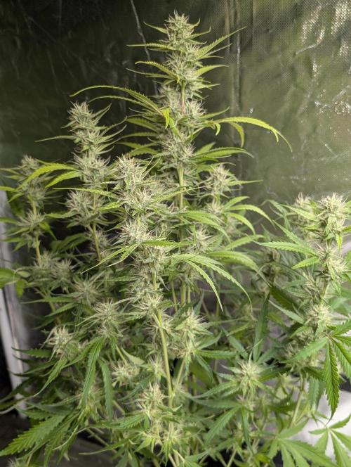 Guava X Gelato 41 x3. Week 7