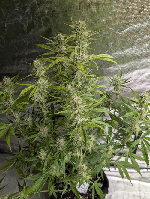 Guava X Gelato 41 x3. Week 7