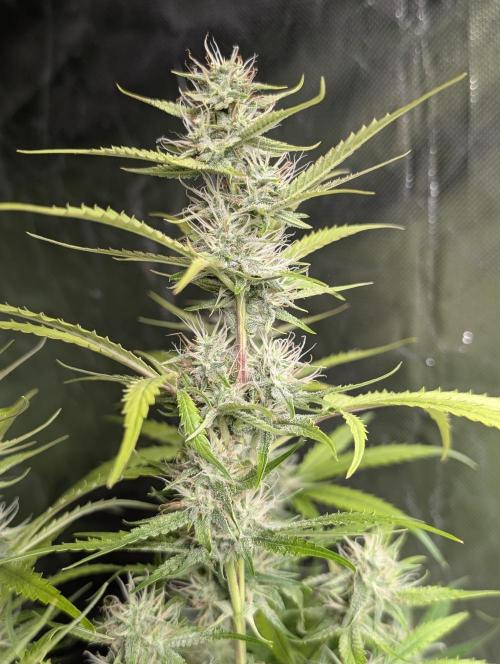 Guava X Gelato 41 x3. Week 7