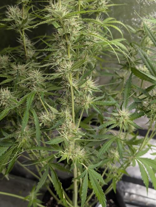 Guava X Gelato 41 x3. Week 7