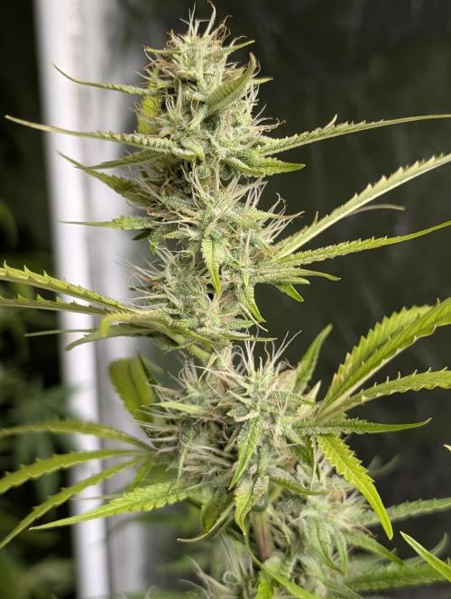 Guava X Gelato 41 x3. Week 7