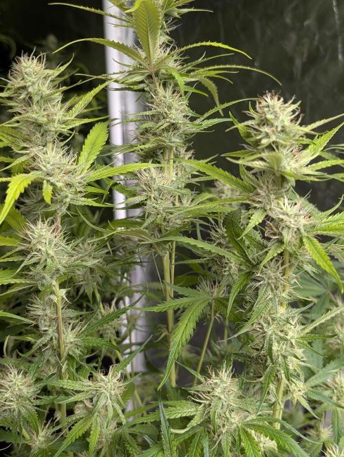 Guava X Gelato 41 x3. Week 7