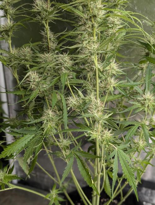 Guava X Gelato #41 Auto. Week 7