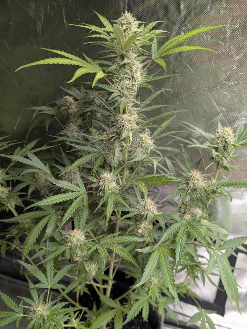Guava X Gelato 41 x3. Week 7