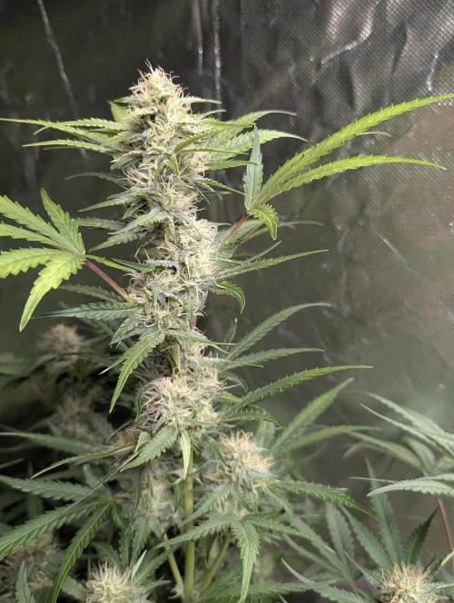 Guava X Gelato 41 x3. Week 7