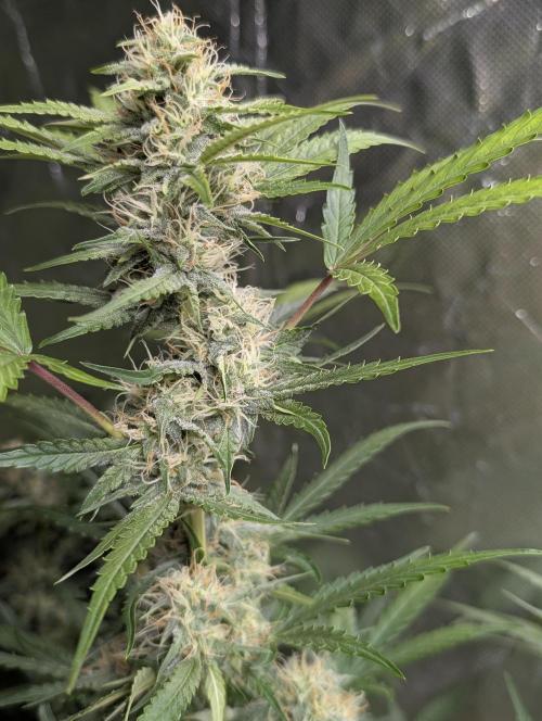 Guava X Gelato 41 x3. Week 7