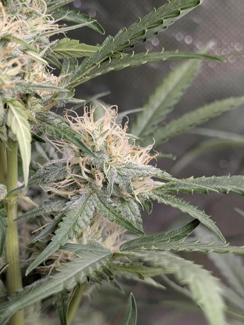 Guava X Gelato 41 x3. Week 7