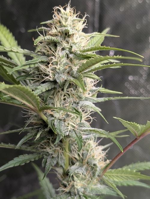 Guava X Gelato 41 x3. Week 7