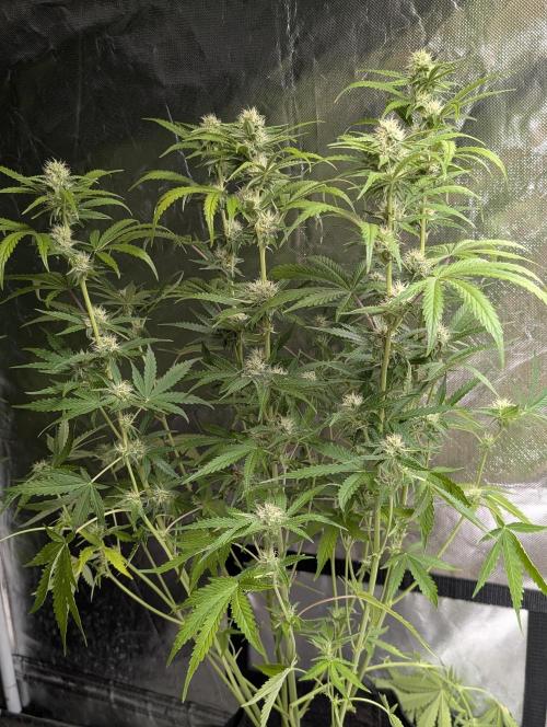 Guava X Gelato 41 x3. Week 7 - 2