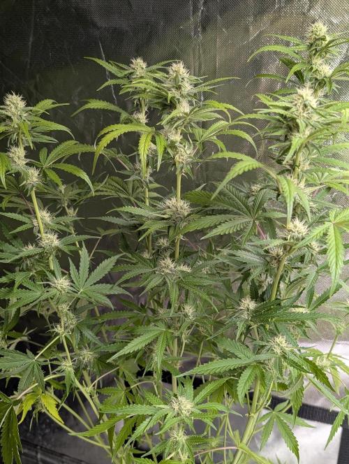 Guava X Gelato 41 x3. Week 7