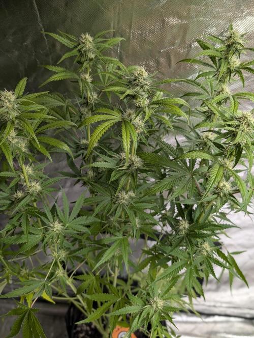 Guava X Gelato 41 x3. Week 7