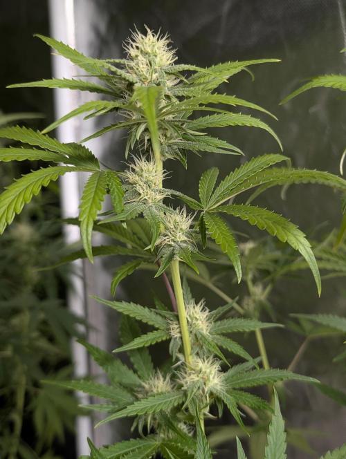 Guava X Gelato 41 x3. Week 7