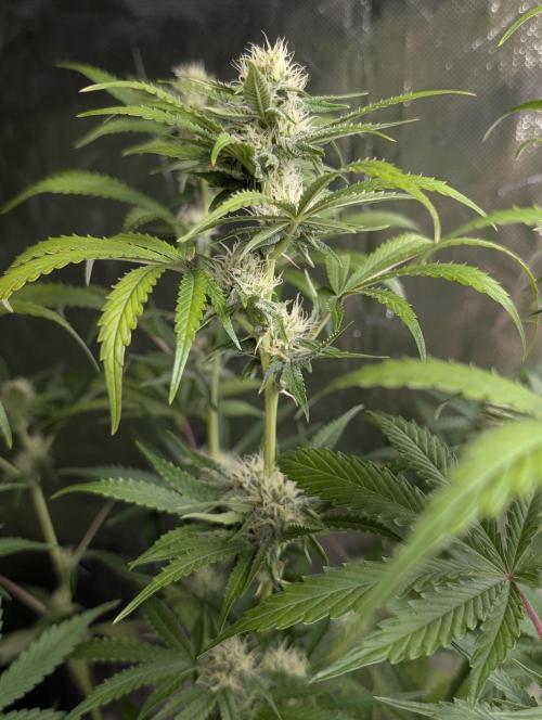 Guava X Gelato 41 x3. Week 7