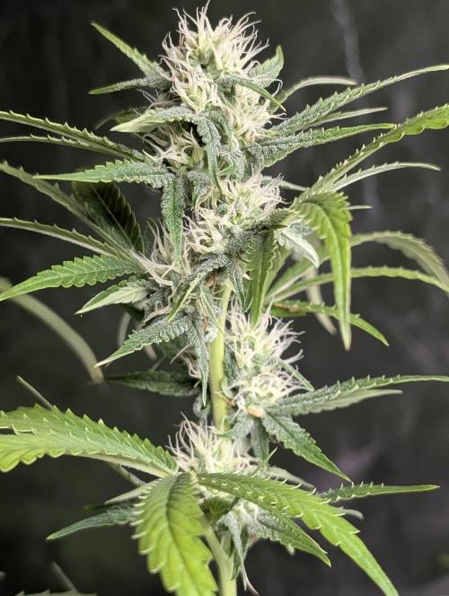 Guava X Gelato 41 x3. Week 7