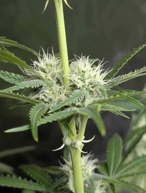 Guava X Gelato 41 x3. Week 7