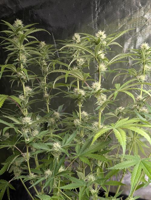 Guava X Gelato 41 x3. Week 7