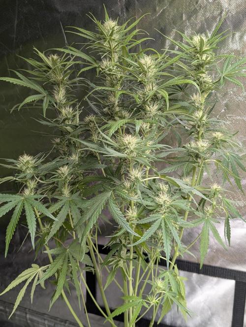 Guava X Gelato 41 x3. Week 7 - 3
