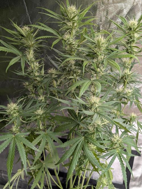 Guava X Gelato 41 x3. Week 7