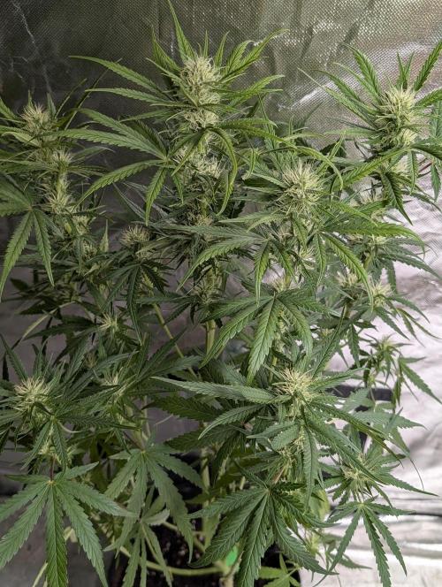 Guava X Gelato 41 x3. Week 7