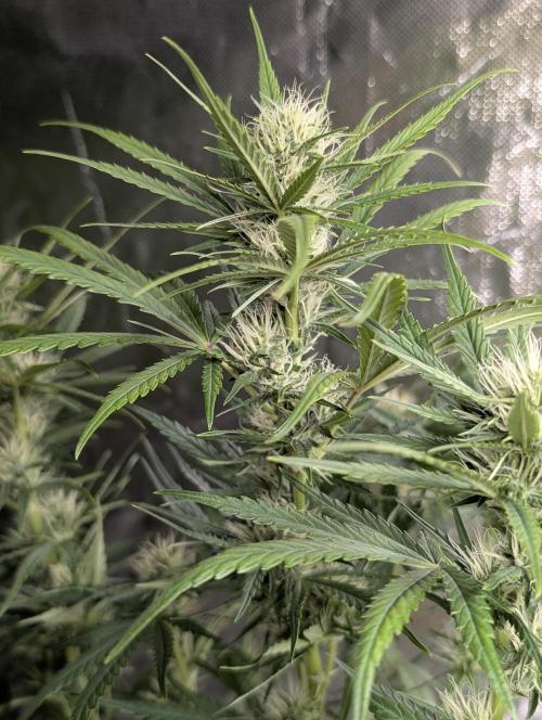Guava X Gelato 41 x3. Week 7