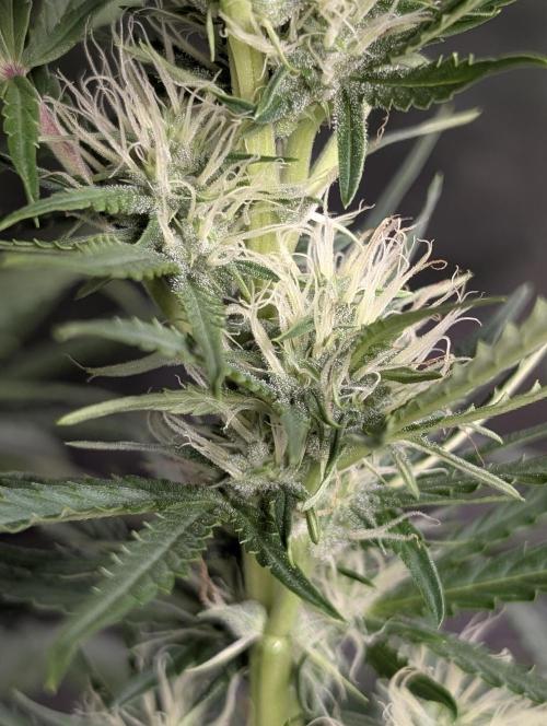 Guava X Gelato 41 x3. Week 7