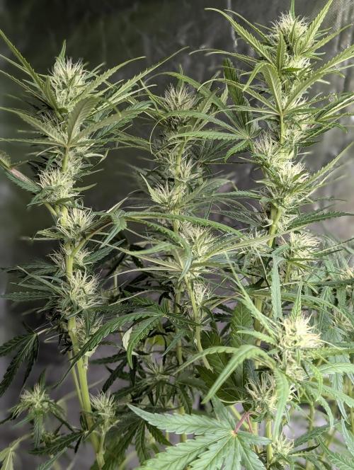 Guava X Gelato #41 Auto. Week 7