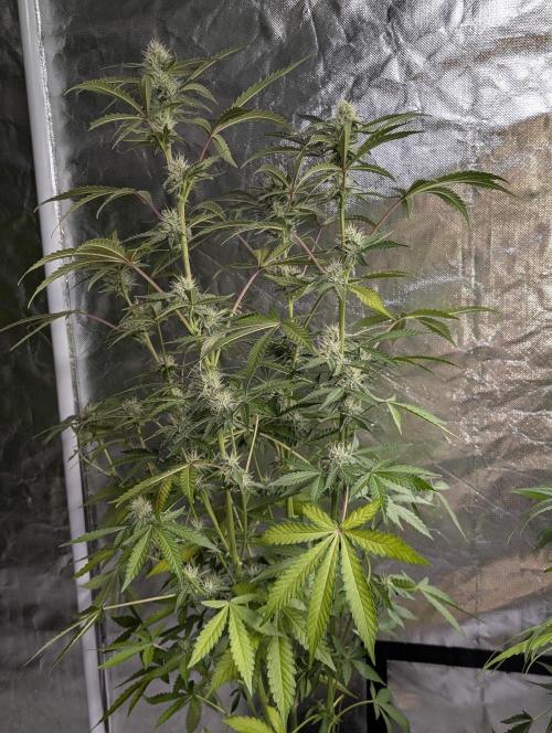 Chemical Candy Auto x3. Week 8 - 1