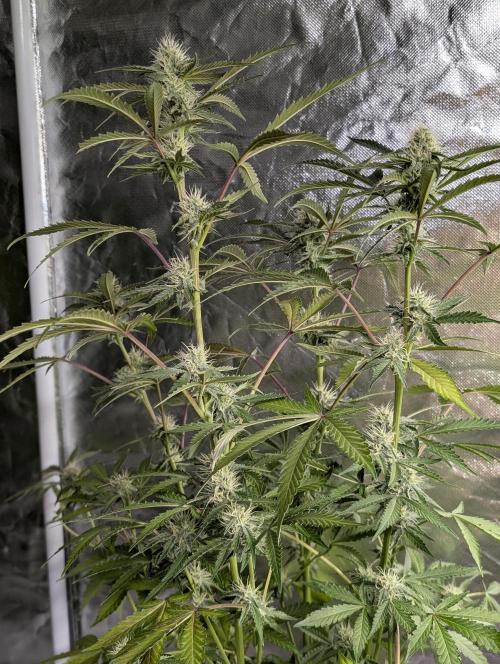 Chemical Candy Auto x3. Week 8