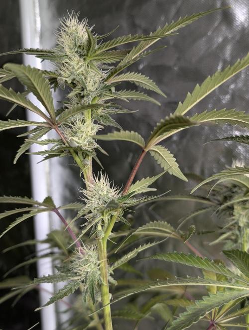Chemical Candy Auto x3. Week 8
