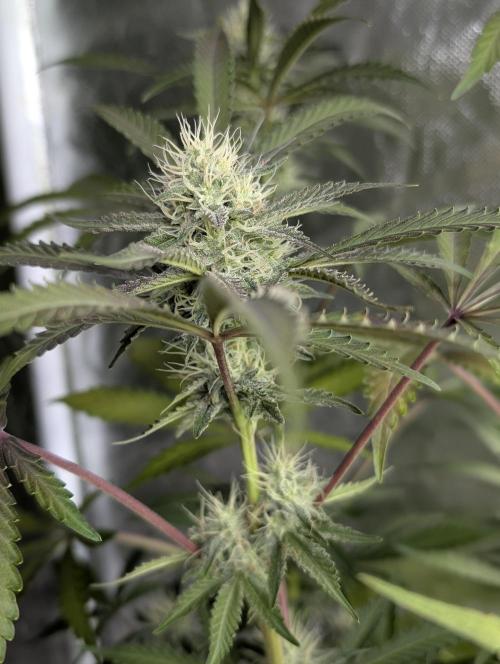 Chemical Candy Auto x3. Week 8