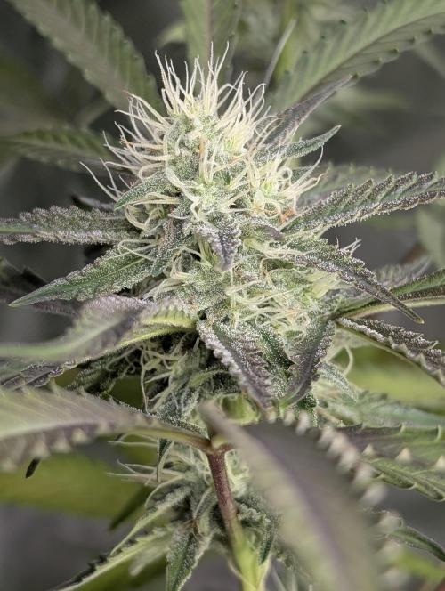 Chemical Candy Auto x3. Week 8