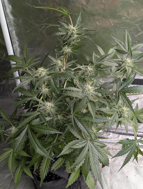 Chemical Candy Auto x3. Week 8 - 2