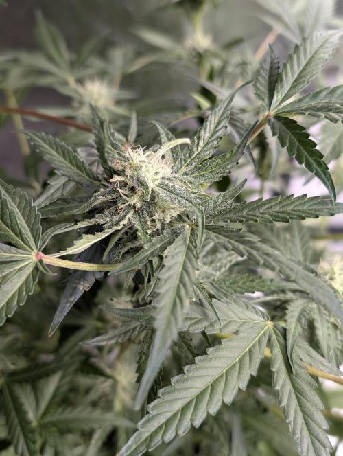 Chemical Candy Auto x3. Week 8