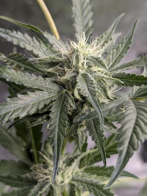 Chemical Candy Auto x3. Week 8