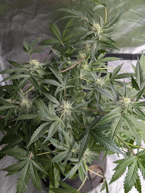 Chemical Candy Auto x3. Week 8