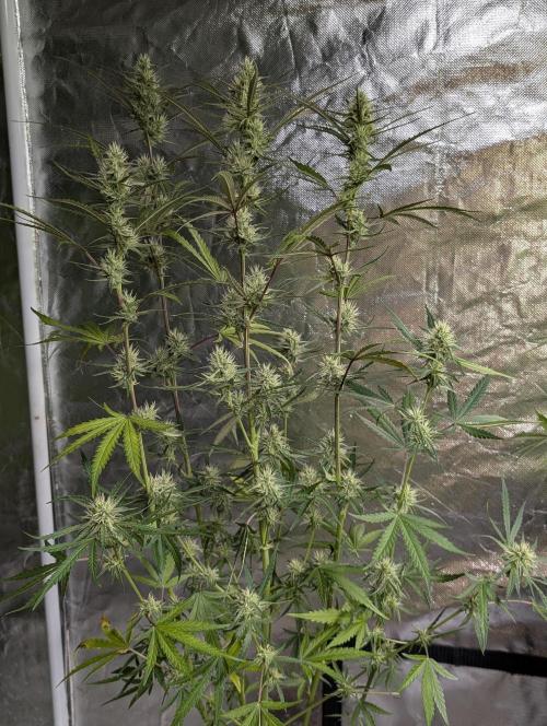 Chemical Candy Auto x3. Week 8 - 3