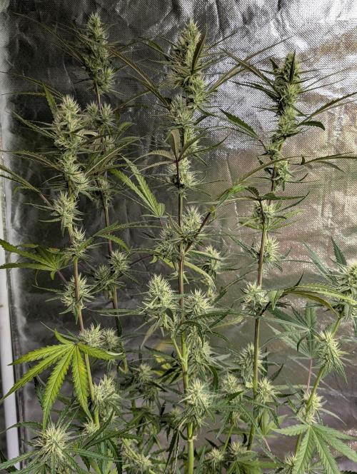 Chemical Candy Auto x3. Week 8