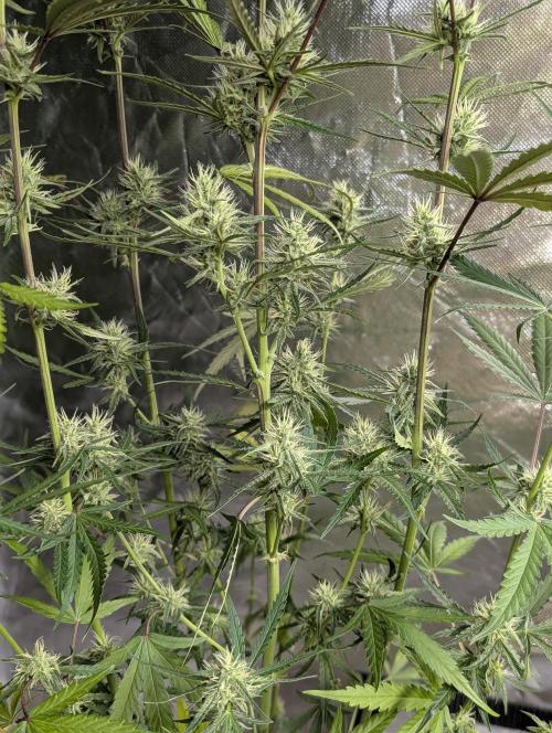 Chemical Candy Auto x3. Week 8