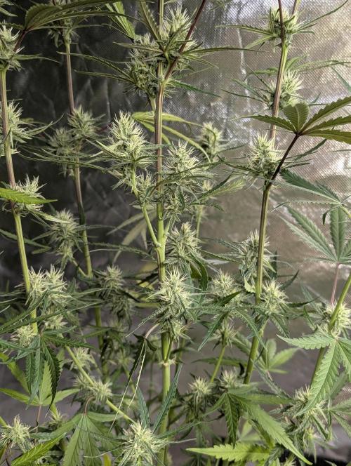 Chemical Candy Auto x3. Week 8
