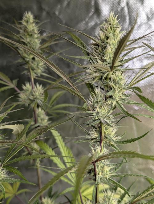 Chemical Candy Auto x3. Week 8