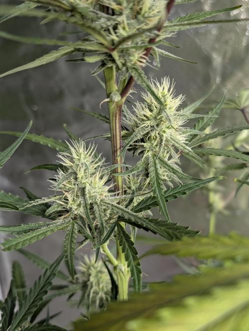 Chemical Candy Auto x3. Week 8