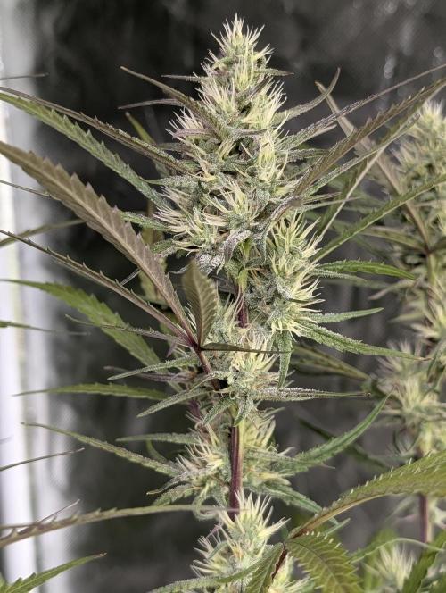 Chemical Candy Auto x3. Week 8