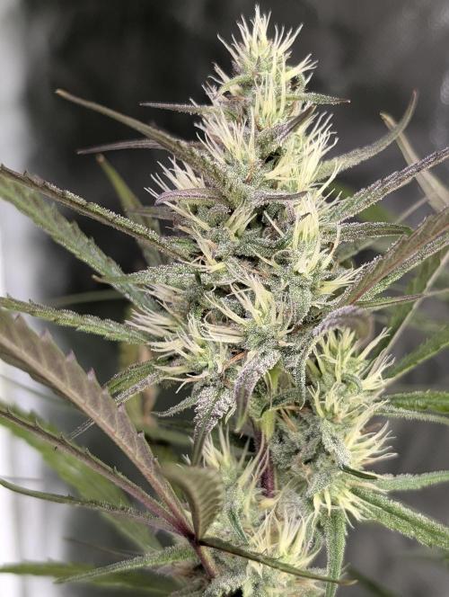 Chemical Candy Auto x3. Week 8
