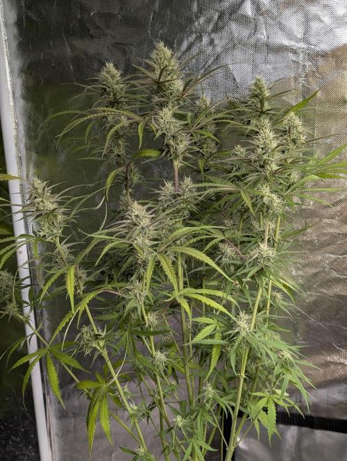 Chemical Candy Auto x3. Week 8 - 1