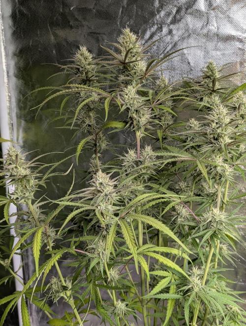 Chemical Candy Auto x3. Week 8