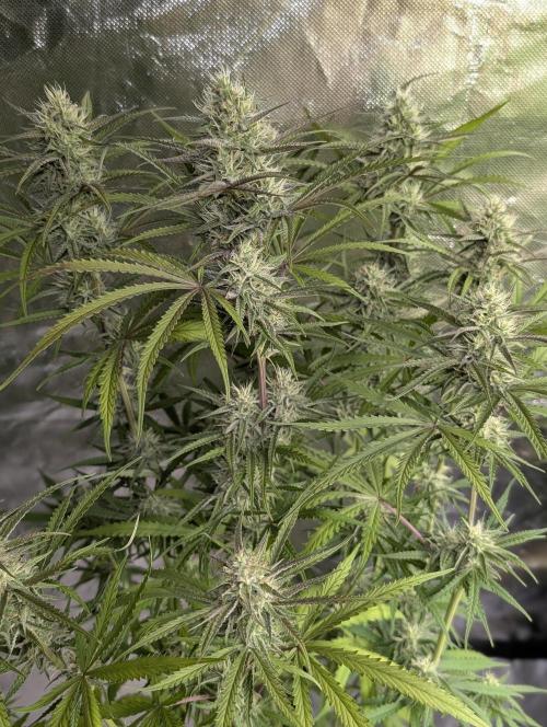 Chemical Candy Auto x3. Week 8