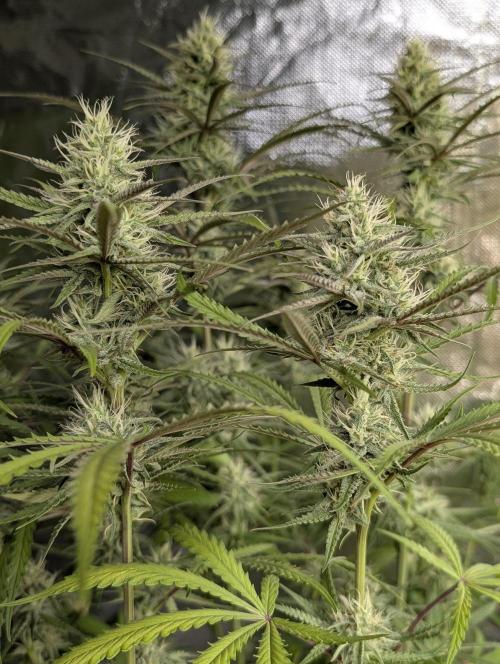 Chemical Candy Auto x3. Week 8